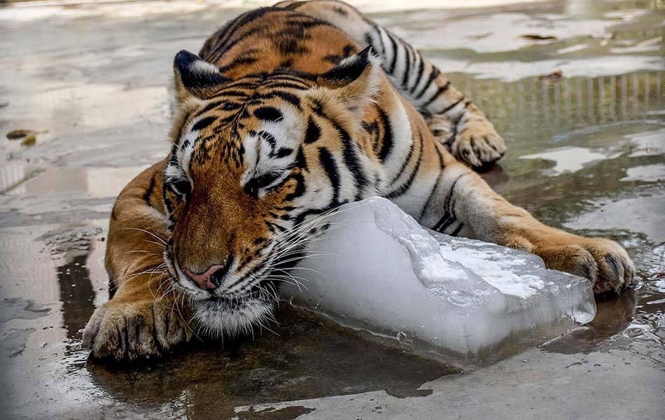Chill Out Tiger